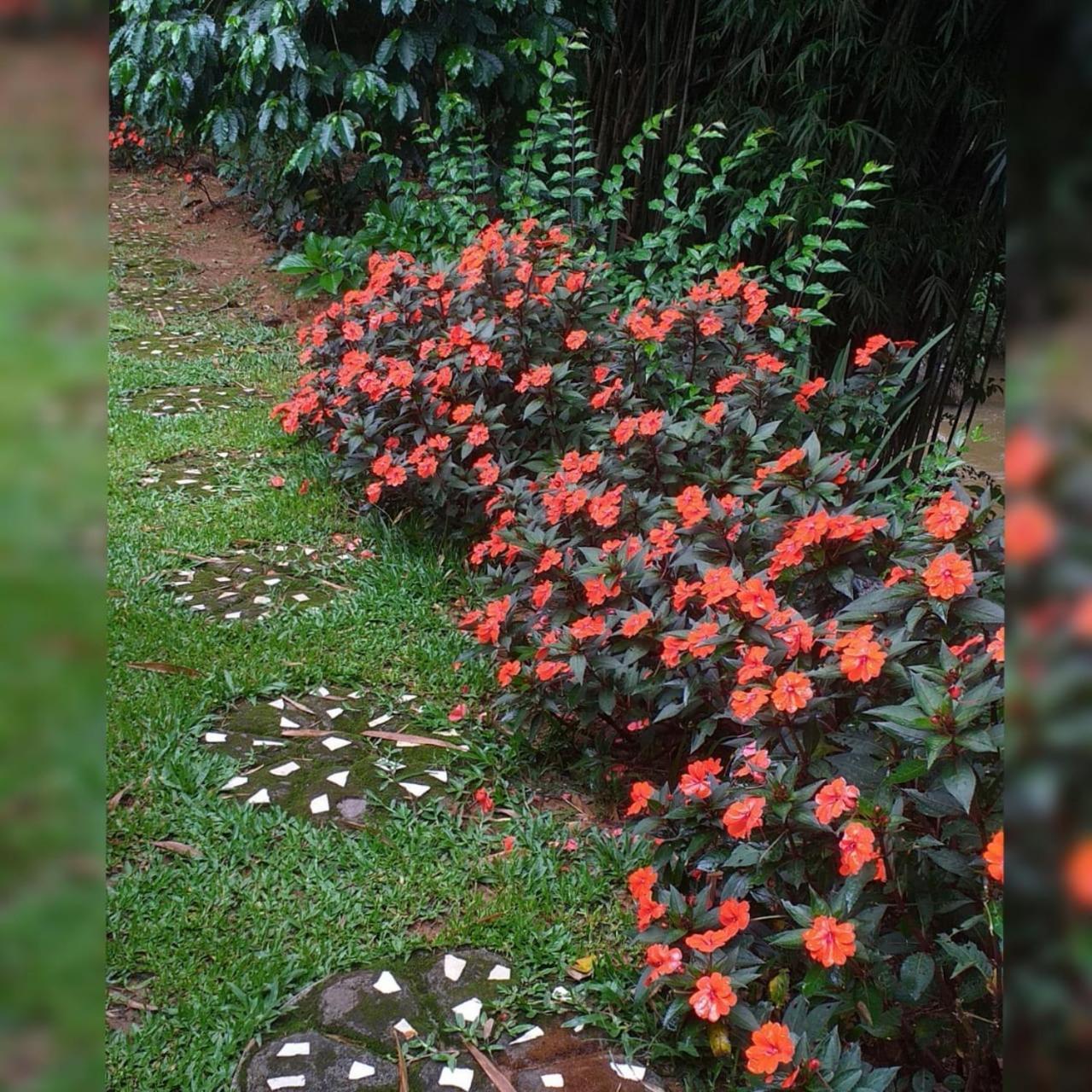 Murmurio Aguas * Sao Francisco Xavier